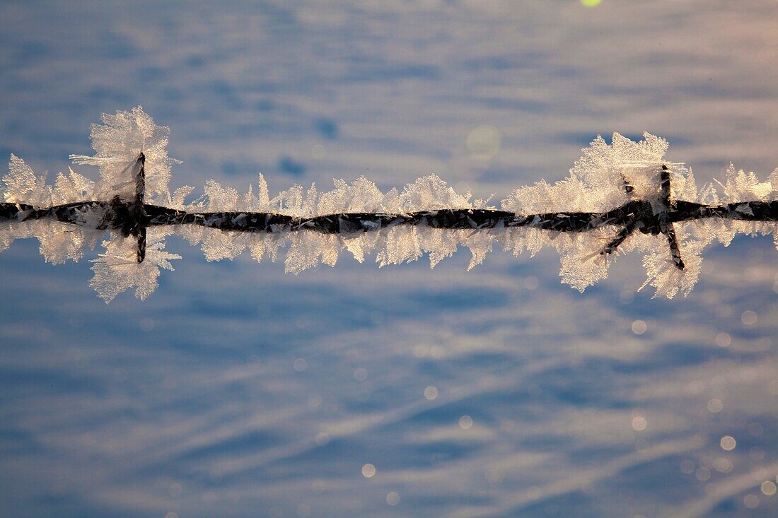 New Palestine, Indiana - Frost on a barbed wire fence © Jim West
