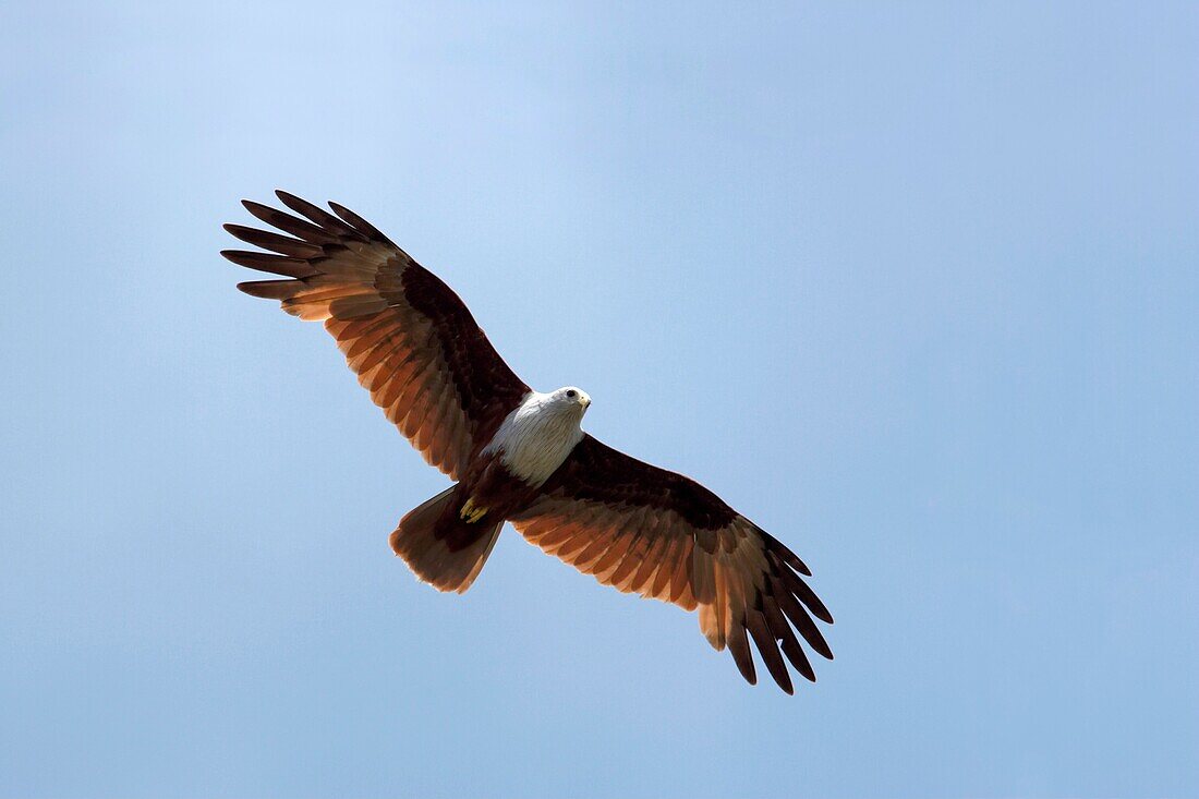 Wild Brahminy kite Scientific name: Haliastur Indus Langkawi island, Malaysia