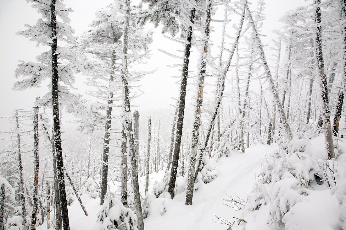 Snow covered forest along the Willey Range Trail in the White Mountains, New Hampshire USA during the winter months