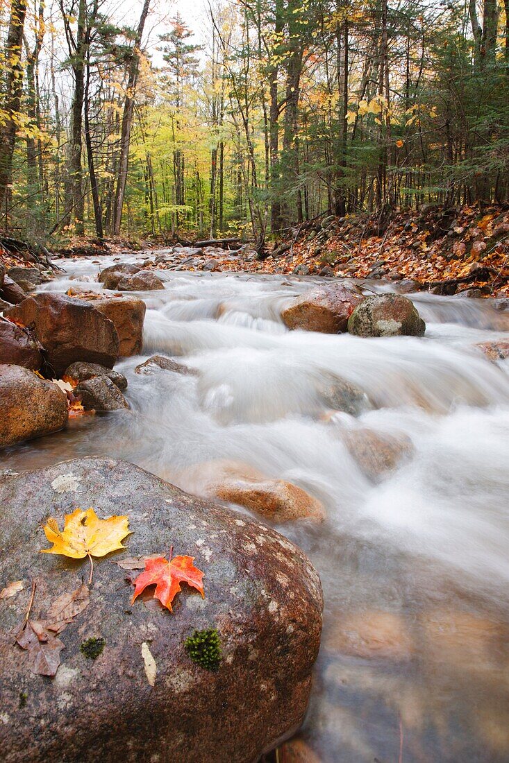 Pemigewasset Wilderness - Hellgate Brook during the autumn months Located in Lincoln, New Hampshire USA