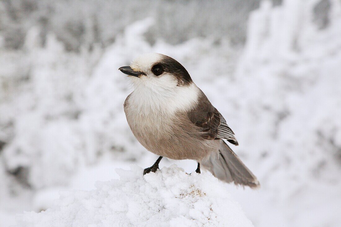 A gray jay on the summit of Mount Liberty during the winter months in the White Mountains, New Hampshire USA