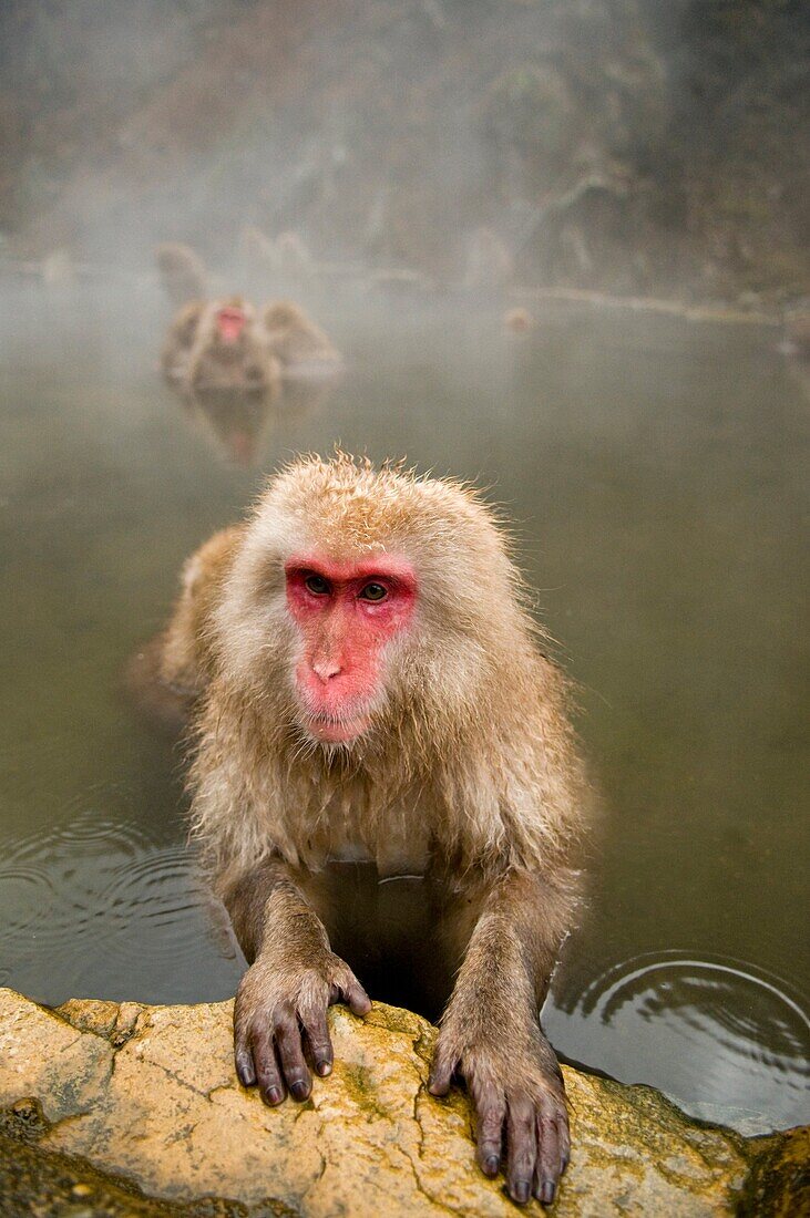 Japanese Macaque snow monkey at Jigokudani Monkey Park Nagano Japan