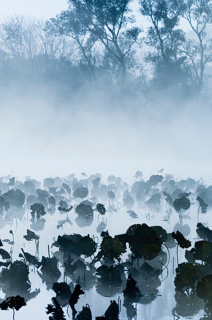 Lily pads in water on foggy morning in Burnsville, Minnesota, USA