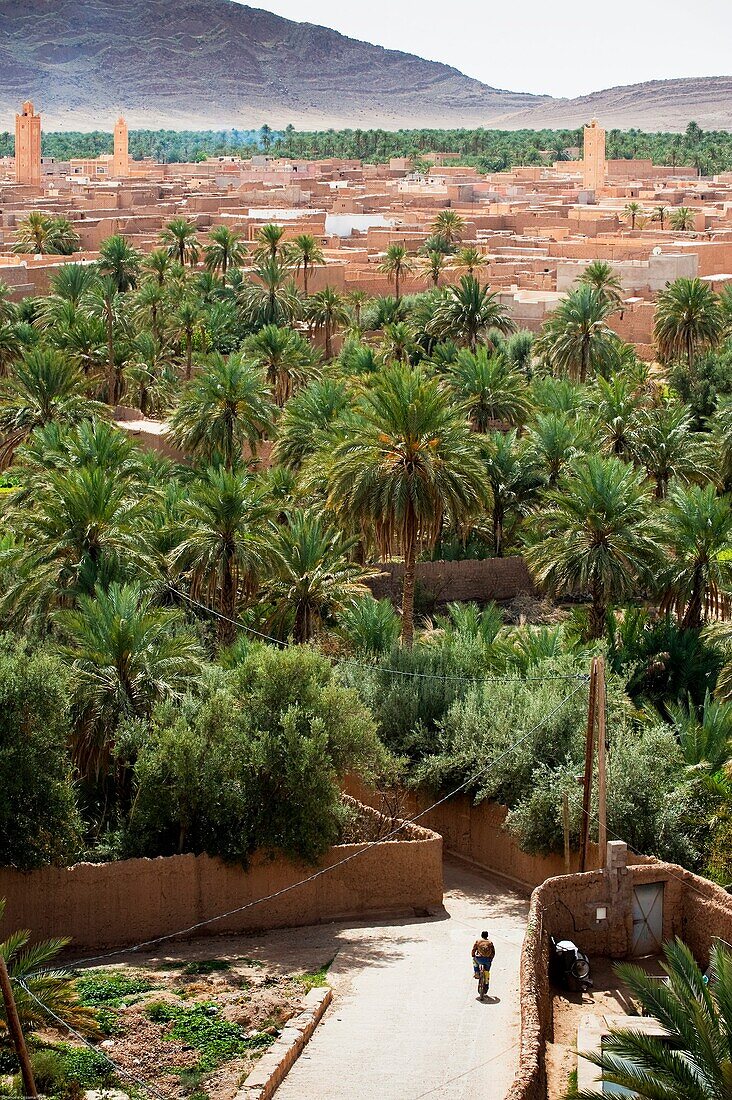 Date Palm oasis, Figuig, province of Figuig, Oriental Region, Morocco