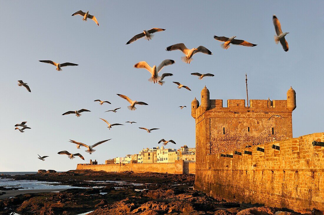 Festungsmauern und portugiesische Zitadelle mit der Medina im Hintergrund, Essaouira, Marokko, Nordafrika