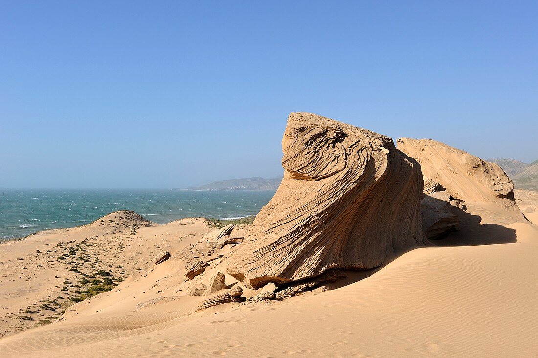 Dünen um Tamri an der Atlantikküste, zwischen Agadir und Essaouira, Marokko, Nordafrika