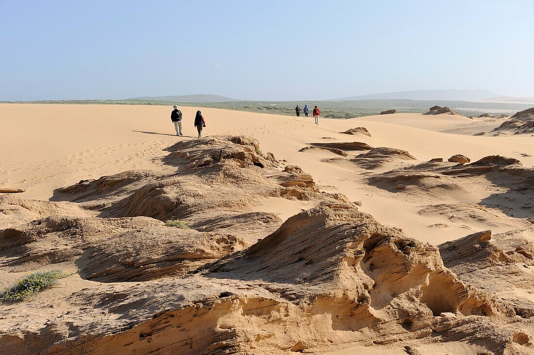 Dünen um Tamri an der Atlantikküste, zwischen Agadir und Essaouira, Marokko, Nordafrika