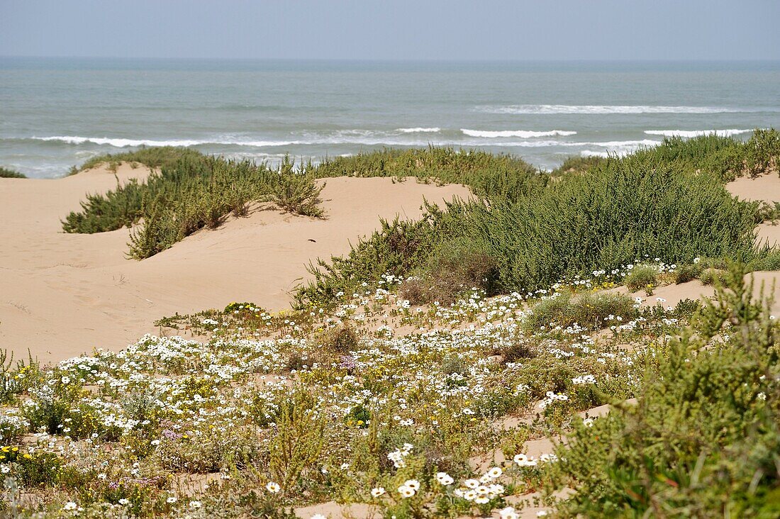 Souss-Massa-Nationalpark, Atlantikküste, Marokko, Nordafrika