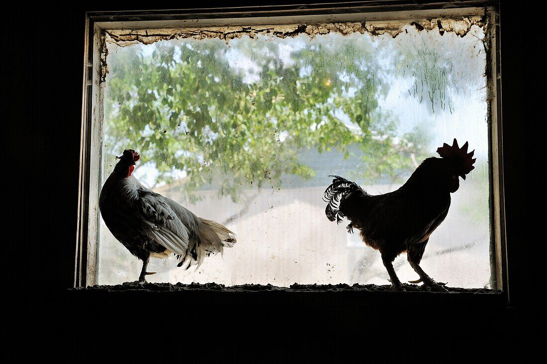 hen and cock, Ferme 5 etoiles, Province of Quebec, Canada, North America