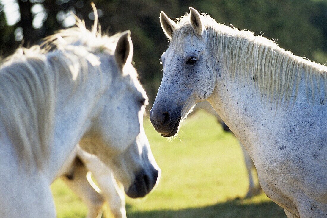 horses, Camargue, Bouches du Rhone department, Provence, Southeastern of France, Europe