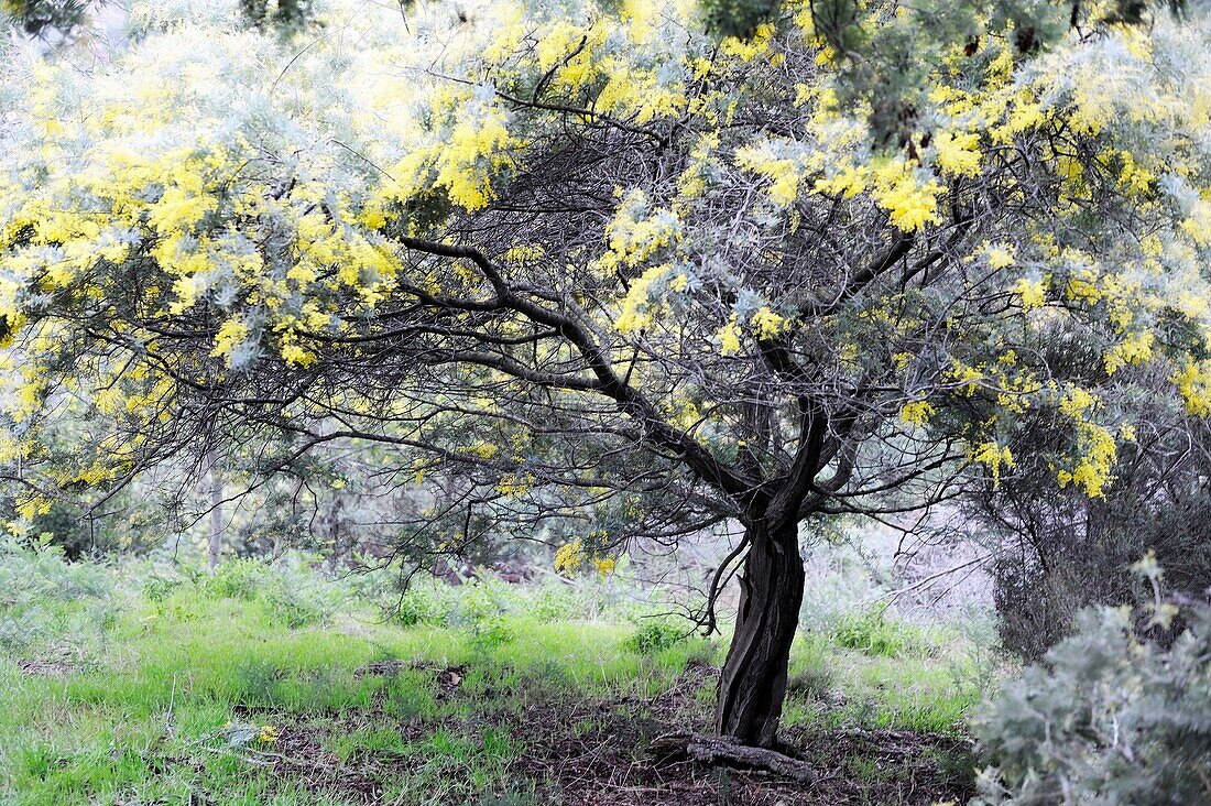 Mimose, Mandelieu-La Napoule, Côte d'Azur, Alpes-MaritimesMeeresalpen, Frankreich