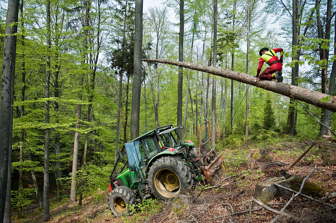 One man sawing a tree, Maypole, Sindelsdorf, Weilheim-Schongau, Bavarian Oberland, Upper Bavaria, Bavaria, Germany