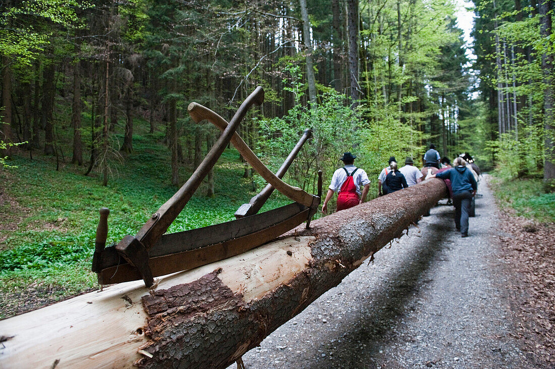 Big tree trank for the Maypole, Sindelsdorf, Weilheim-Schongau, Bavarian Oberland, Upper Bavaria, Bavaria, Germany