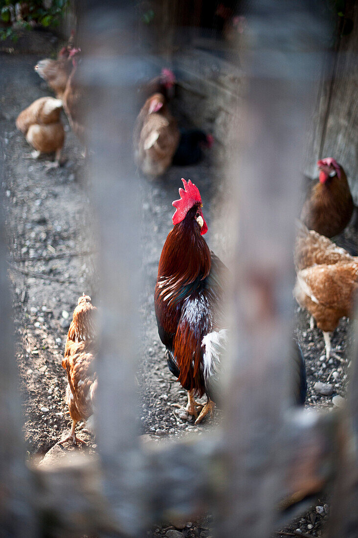 Hens behind the fence, Sindelsdorf, Weilheim-Schongau, Bavarian Oberland, Upper Bavaria, Bavaria, Germany