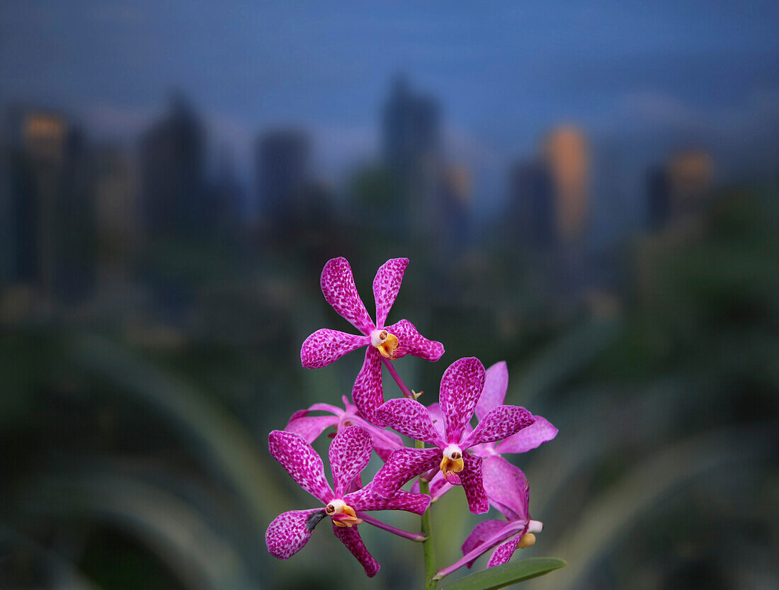 Orchideen in Park Greenbelt 5 in Makati, Makati, Manila, Luzon, Philippinien, Asien
