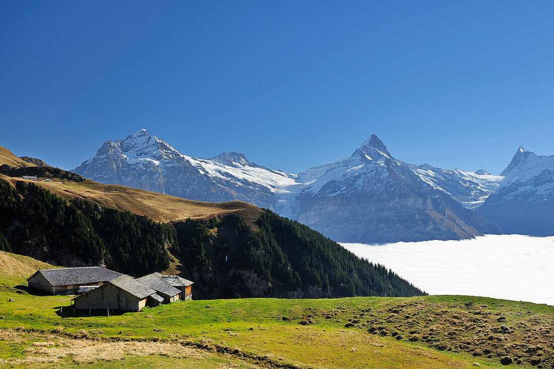 Almhütten im Sonnenlicht vor Wetterhorn, Schreckhorn und Finsteraarhorn, Bussalp, Grindelwald, UNESCO Welterbe Schweizer Alpen Jungfrau - Aletsch, Berner Oberland, Bern, Schweiz, Europa