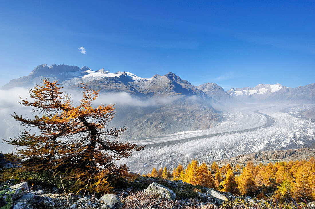 Herbstlich verfärbte Lärchen vor Grosser Aletschgletscher, UNESCO Welterbe Schweizer Alpen Jungfrau - Aletsch, Berner Alpen, Wallis, Schweiz, Europa