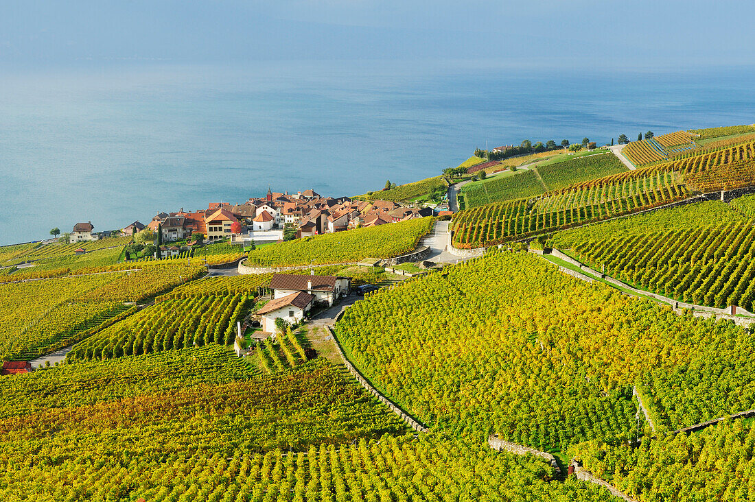 Vineyard with commune of Rivaz and lake Geneva, lake Geneva, Lavaux Vineyard Terraces, UNESCO World Heritage Site Lavaux Vineyard Terraces, Vaud, Switzerland, Europe