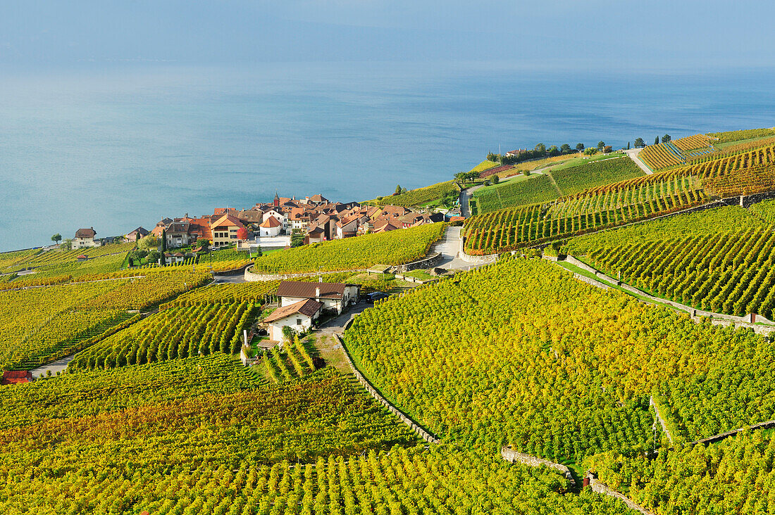 Weinberge mit Gemeinde Rivaz und Genfer See, Genfer See, Weinberge von Lavaux, UNESCO Welterbe Weinbergterrassen von Lavaux, Waadtland, Schweiz, Europa