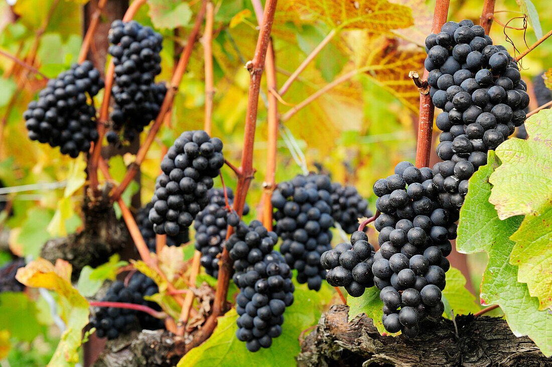 Rote Weintrauben an herbstlich verfärbtem Weinstock, Genfer See, Weinberge von Lavaux, UNESCO Welterbe Weinbergterrassen von Lavaux, Waadtland, Schweiz, Europa