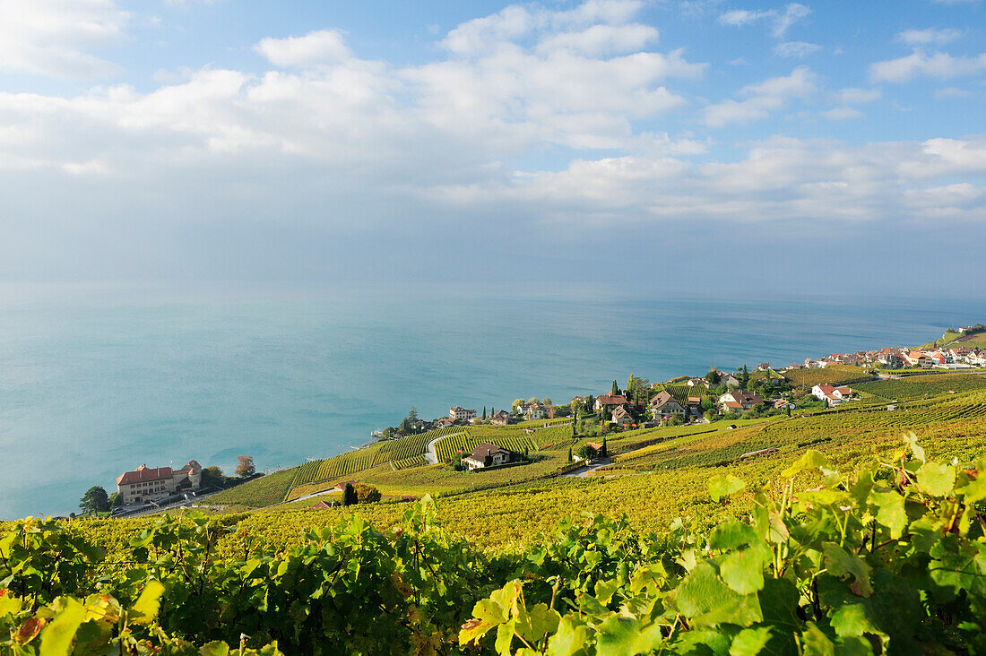 Weinberge mit Genfer See im Sonnenlicht, Genfer See, Weinberge von Lavaux, UNESCO Welterbe Weinbergterrassen von Lavaux, Waadtland, Schweiz, Europa