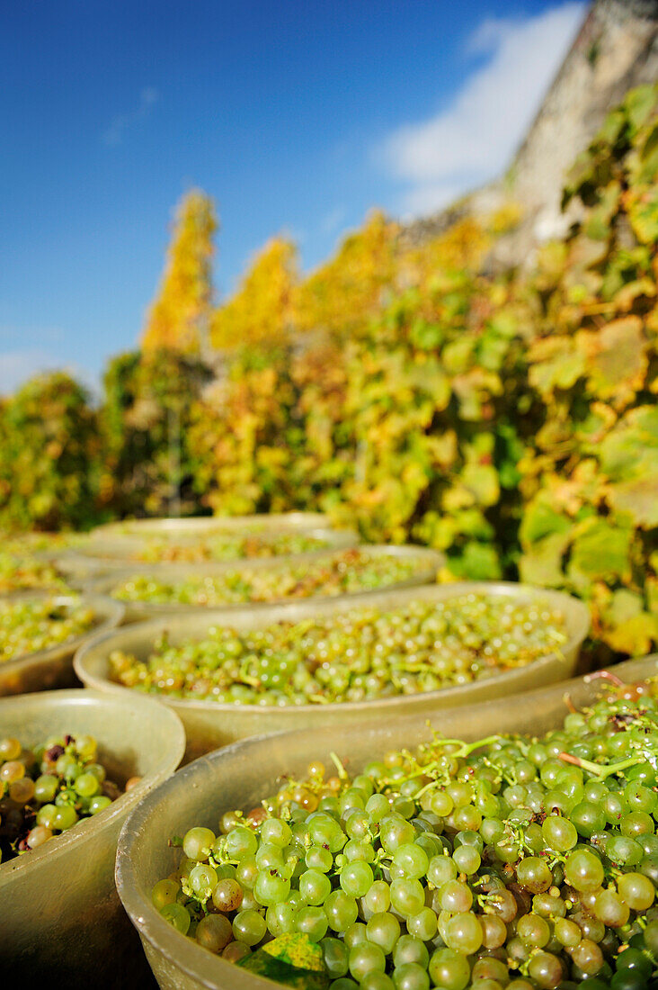 Weintrauben in Bottichen bei Weinlese, Genfer See, Weinberge von Lavaux, UNESCO Welterbe Weinbergterrassen von Lavaux, Waadtland, Schweiz, Europa