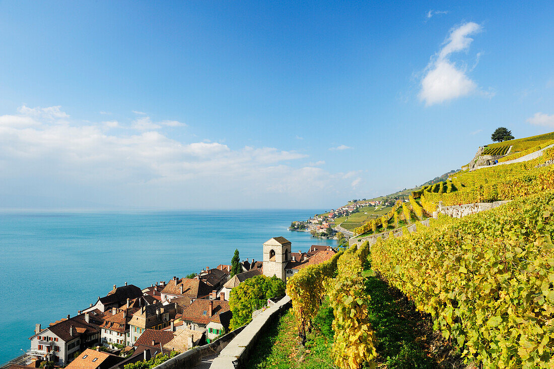 Weinberge mit St. Saphorin und Genfer See, Genfer See, Weinberge von Lavaux, UNESCO Welterbe Weinbergterrassen von Lavaux, Waadtland, Schweiz, Europa