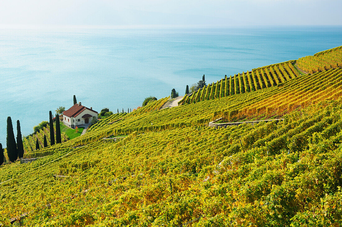 Villa in Weinberg mit Genfer See, Genfer See, Weinberge von Lavaux, UNESCO Welterbe Weinbergterrassen von Lavaux, Waadtland, Schweiz, Europa