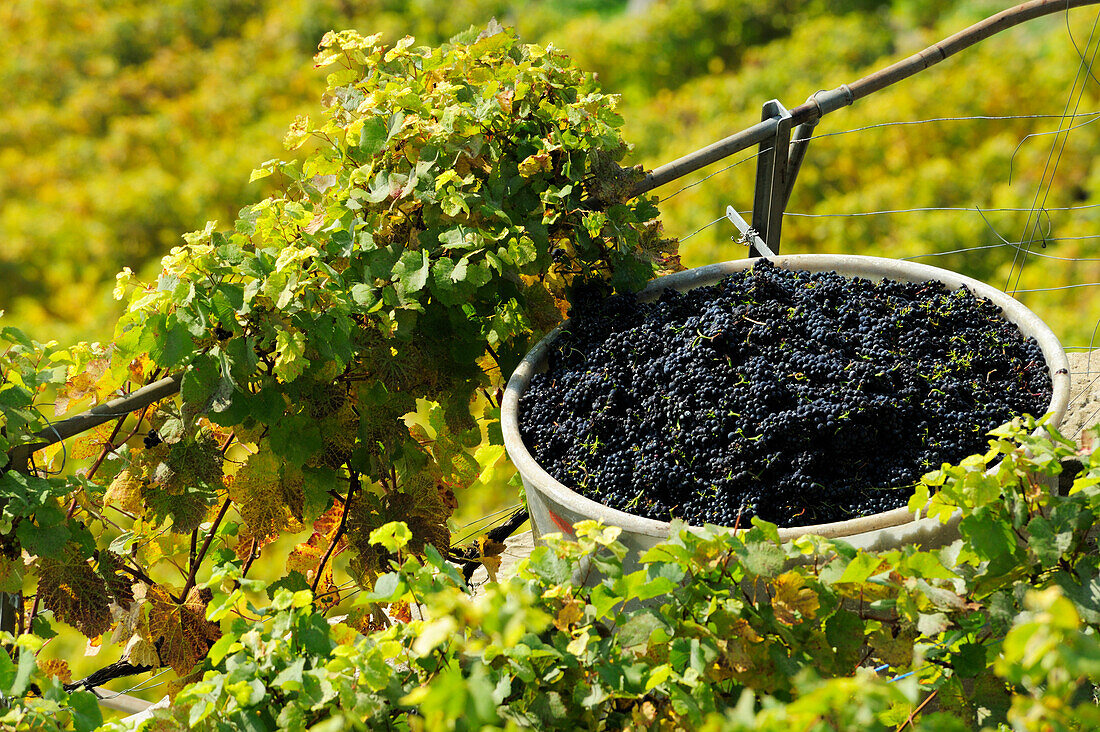 Weintrauben in Bottich bei Weinlese, Genfer See, Weinberge von Lavaux, UNESCO Welterbe Weinbergterrassen von Lavaux, Waadtland, Schweiz, Europa