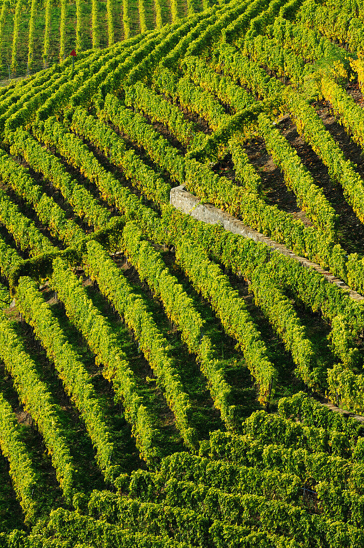 View at vineyard, lake Geneva, Lavaux Vineyard Terraces, UNESCO World Heritage Site Lavaux Vineyard Terraces, Vaud, Switzerland, Europe