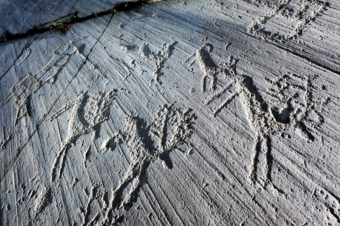 Jagdszenen mit Hirsch, Hund und Jäger, Etruskische Felsritzzeichnung, Eisenzeit, Naquane, Val Camonica, UNESCO Weltkulturerbe Val Camonica, Lombardei, Italien, Europa