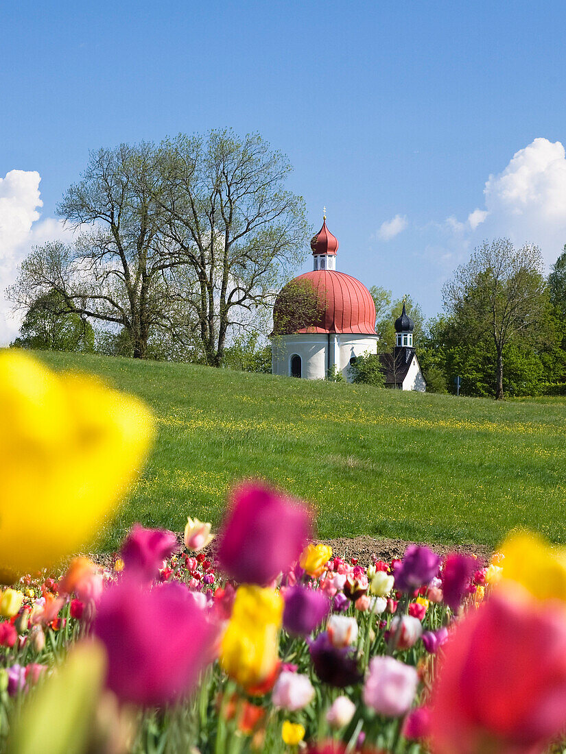 Heuwinkel-Kapelle bei Iffeldorf mit Tulpen im Frühling, Oberbayern, Deutschland, Europa