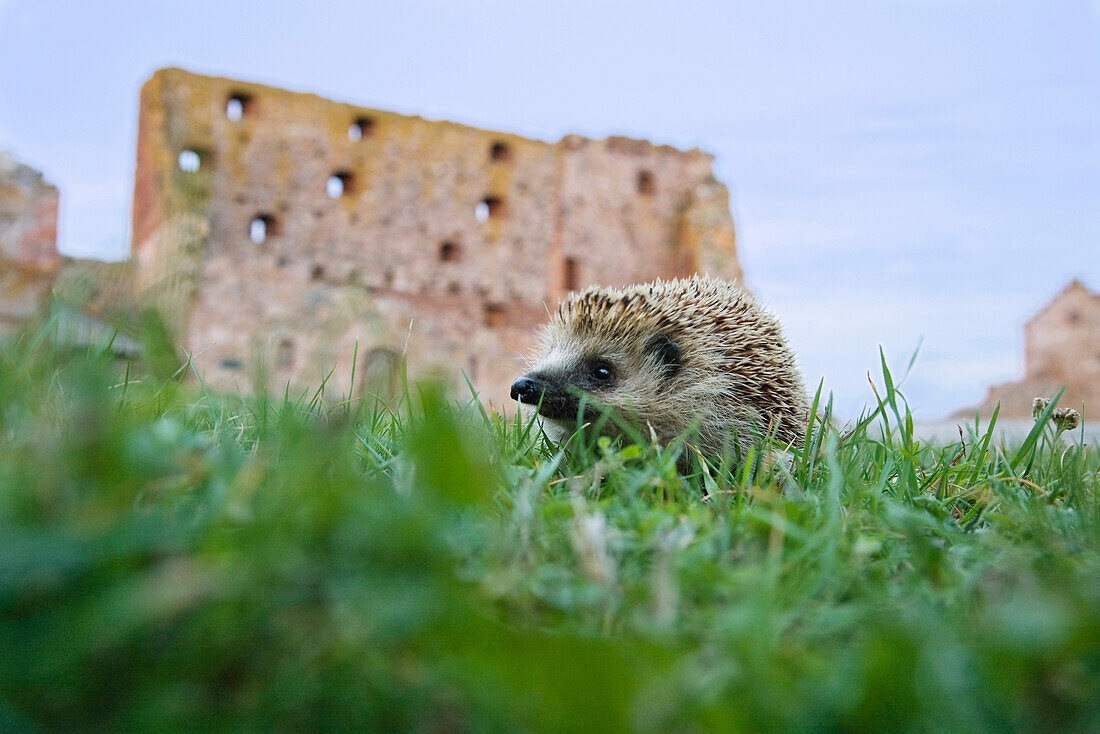 Igel im Gras, Burg Hammershus im Hintergrund, Bornholm, Dänemark