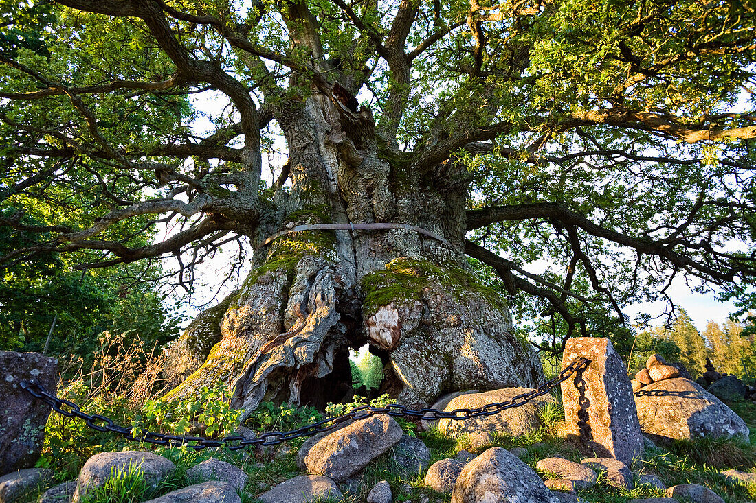 1000 jährige Eiche Kvilleken, dickste Eiche Europas, Norra Kvill National Park, Südschweden