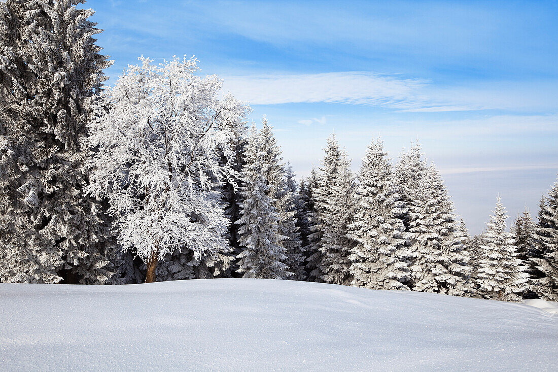Bergwald auf dem Zwiesel im Winter, Fichten Buchen Mischwald, Voralpenland, Oberbayern, Deutschland, Europa