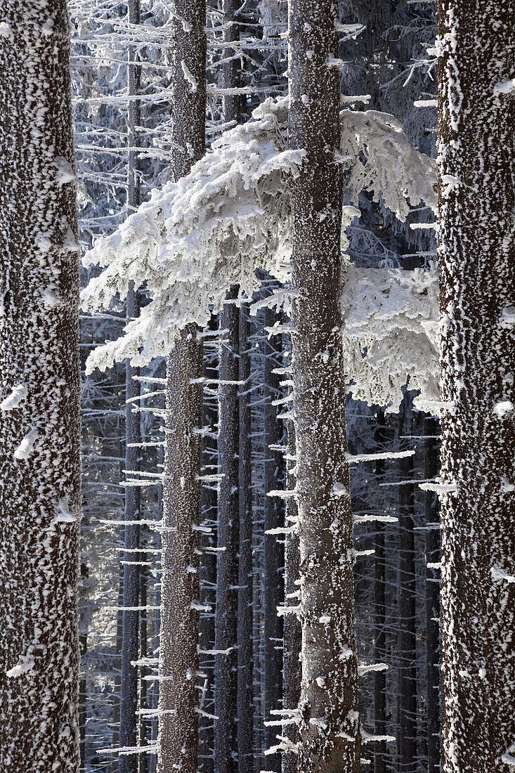 Mountain forest on Blomberg mountain in winter, Spruce forest, Bavarian Pre Alps, Upper Bavaria, Germany, Europe