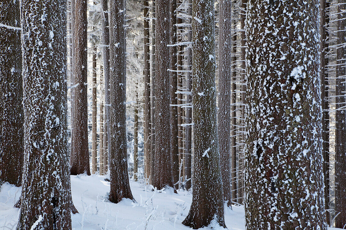 Mountain forest on Zwiesel mountain in winter, Spruce forest, Bavarian Pre Alps, Upper Bavaria, Germany, Europe