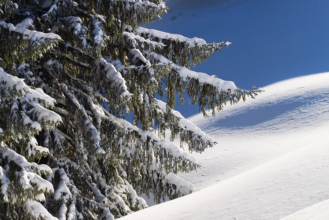 Verschneite Fichten, Winterlandschaft in den Bayerischen Alpen, Oberbayern, Deutschland, Europa