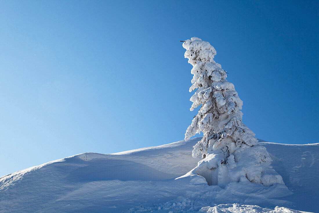 Snow covered spruce in the sunlight, Great Arber mountain, Bavarian Forest, Bayerisch Eisenstein, Lower Bavaria, Germany, Europe