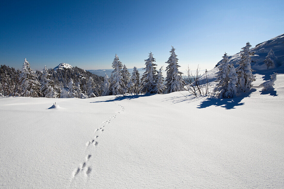 Snow covered spruce and hare track, Great Arber mountain, Bavarian Forest, Bayerisch Eisenstein, Lower Bavaria, Germany, Europe