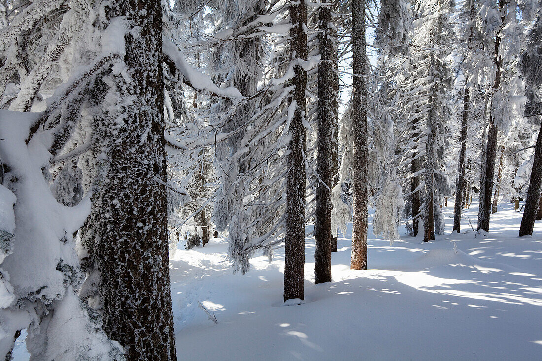 Mountain forest, snow covered spruce, Great Arber mountain, Bavarian Forest, Bayerisch Eisenstein, Lower Bavaria, Germany, Europe