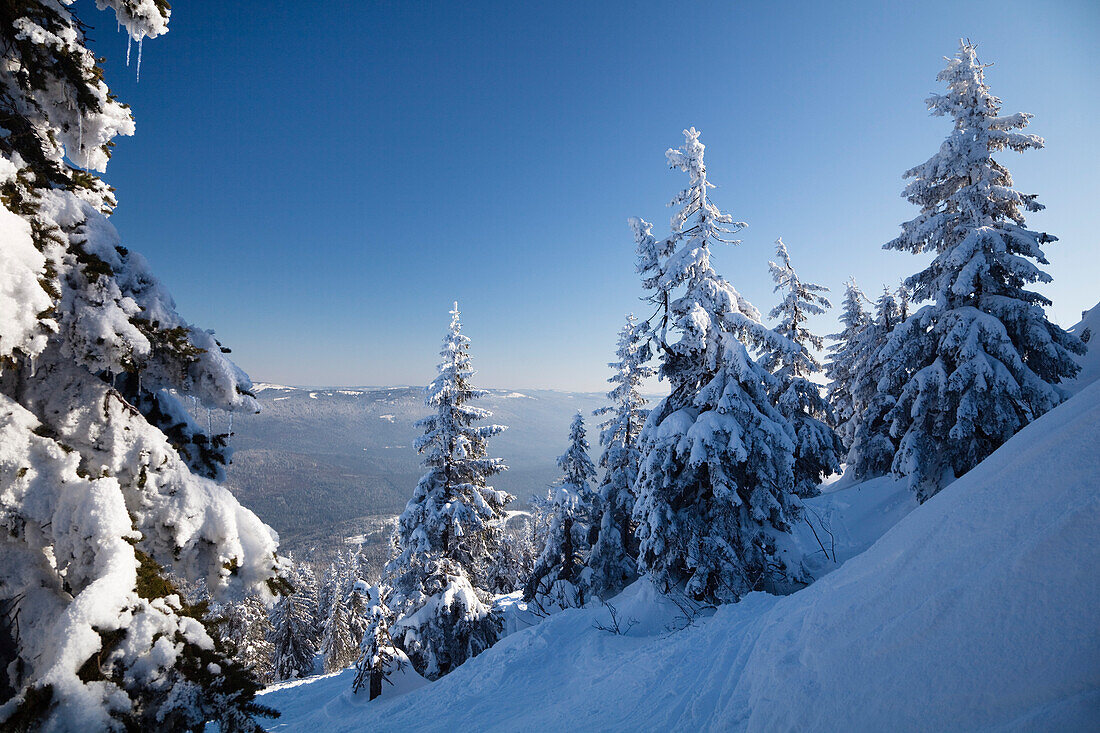 Verschneite Fichten im Gebirge, Grosser Arber, Bayerischer Wald, Bayerisch Eisenstein, Niederbayern, Deutschland, Europa
