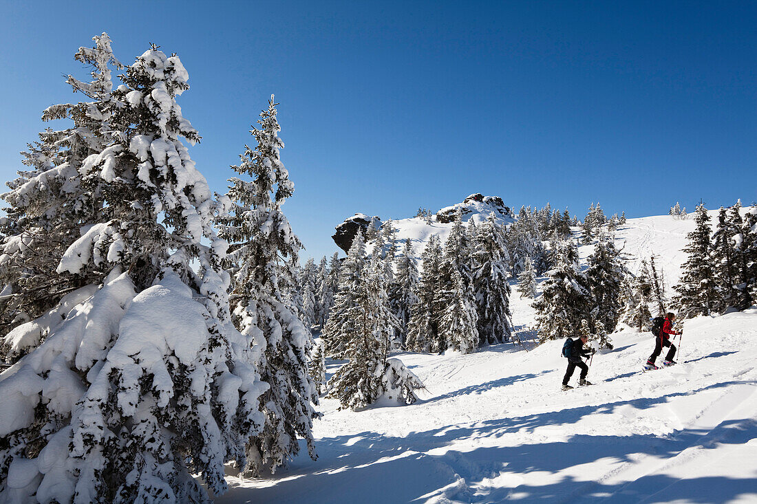 Skiers in the mountain forest on Great Arber mountain, Bavarian Forest, Bayerisch Eisenstein, Lower Bavaria, Germany, Europe