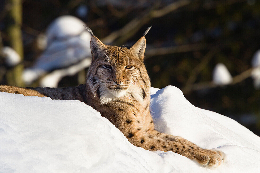 Europäischer Luchs im Schnee, Nationalpark Bayrischer Wald, Bayern, Deutschland, Europa