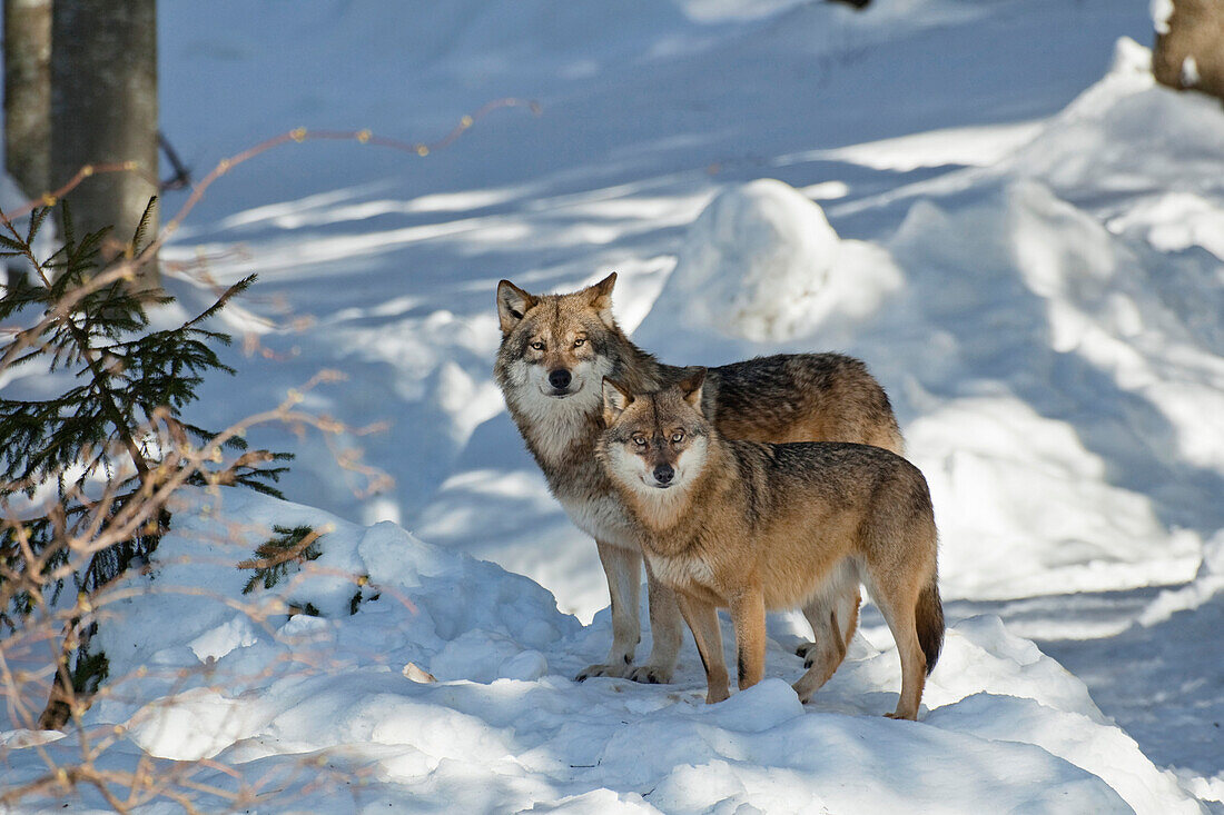 Wölfe im Schnee, Nationalpark Bayerischer Wald, Bayern, Deutschland, Europa