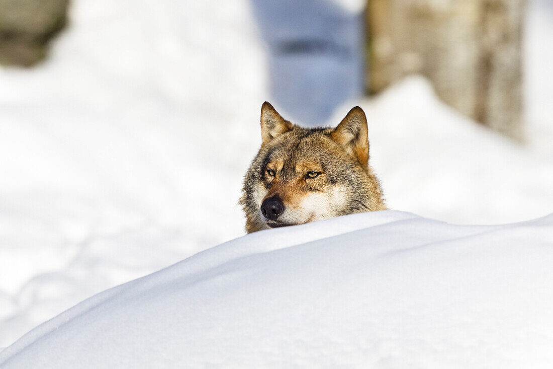 Wolf in the snow, Bavarian Forest National Park, Bavaria, Germany, Europe