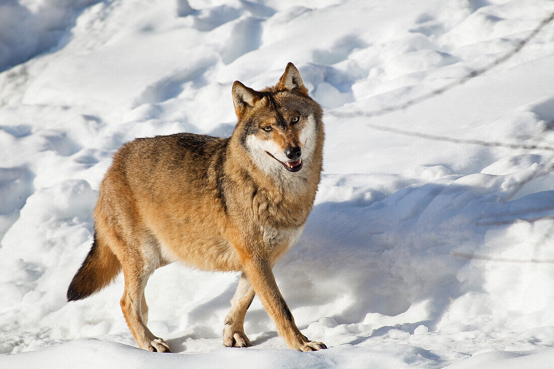 Wolf in the snow, Bavarian Forest National Park, Bavaria, Germany, Europe