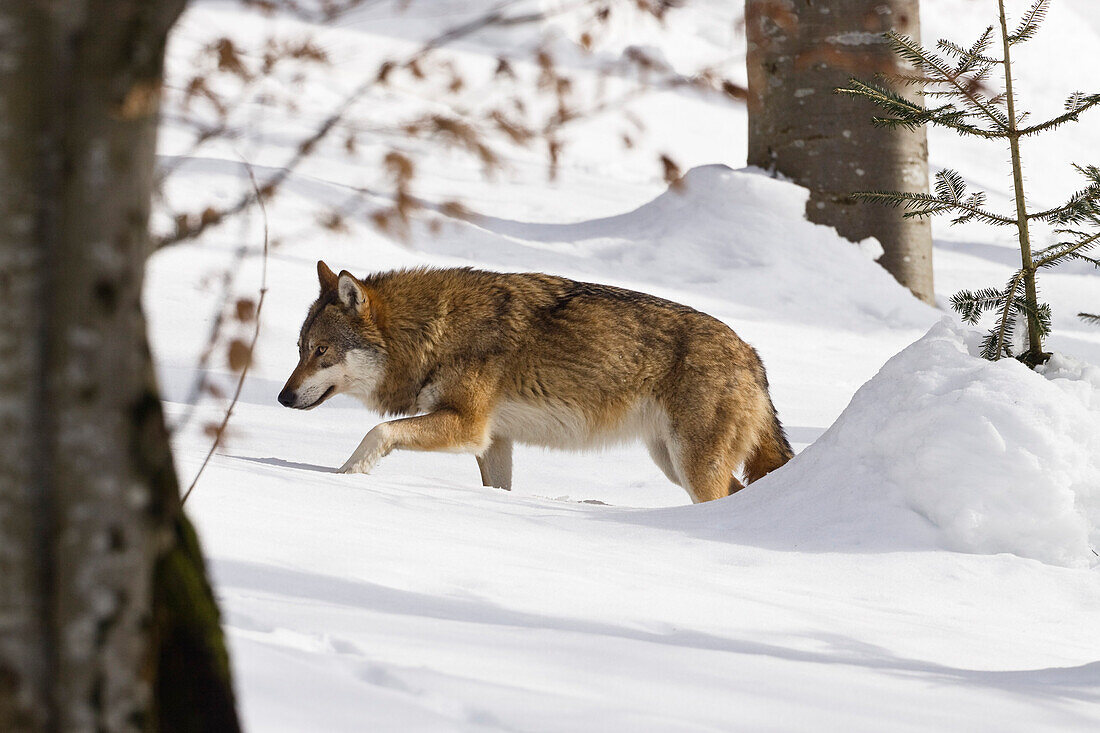 Wolf im Schnee, Nationalpark Bayerischer Wald, Bayern, Deutschland, Europa