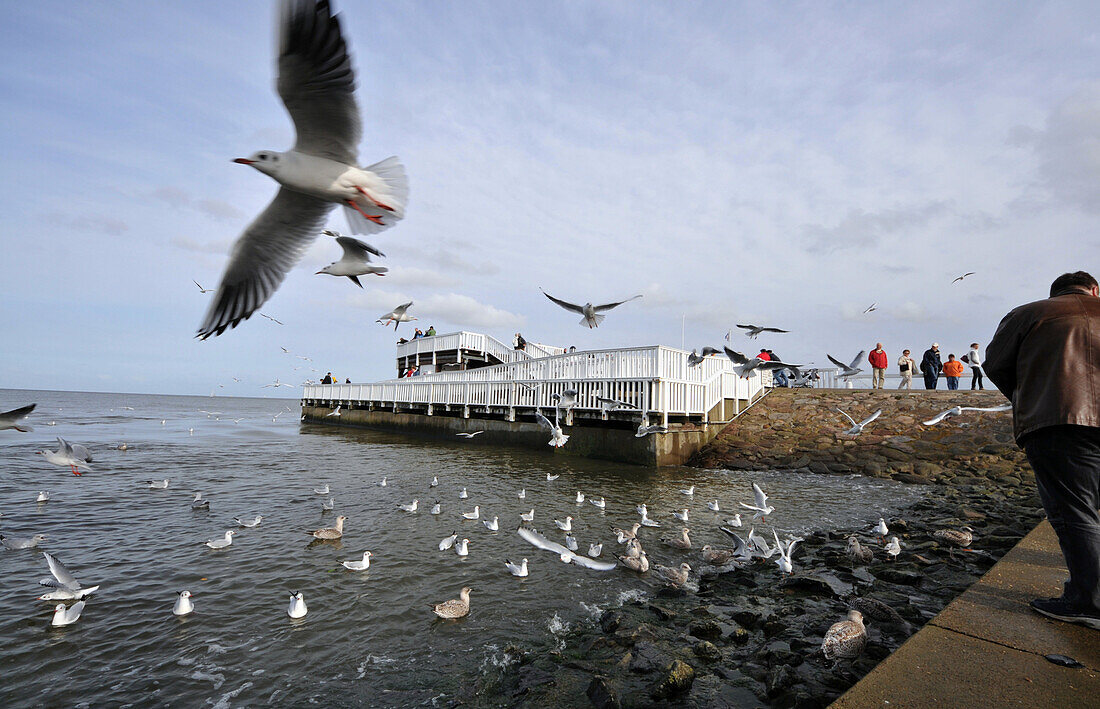 Seagulls at the outerharbour of Cuxhaven, North Sea coast of Lower Saxony, Germany
