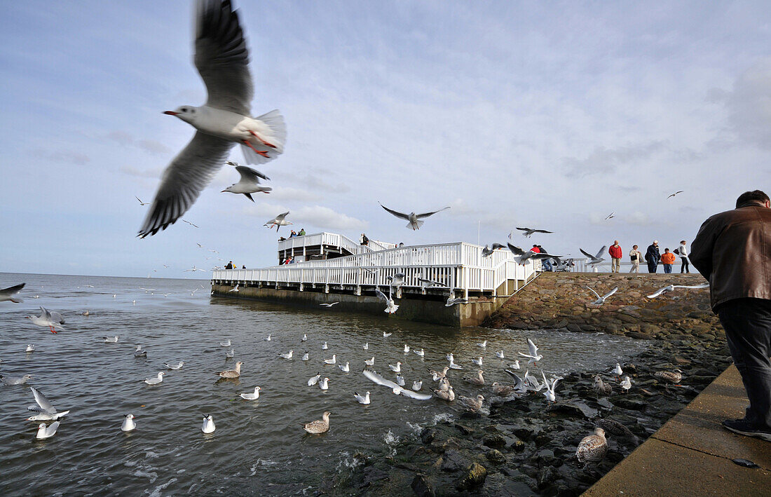 Seemöwen am Außenhafen, Cuxhaven, Nordseeküste, Niedersachsen, Deutschland